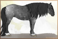 Horse Color:Smoky Black 