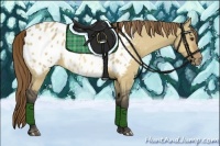 Horse Color:Buckskin Dun Appaloosa 