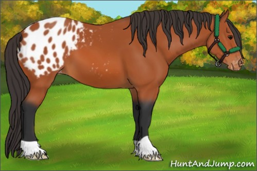 Horse Color:Bay Appaloosa 