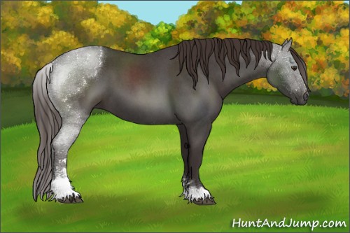 Horse Color:Liver Red Roan Sabino 