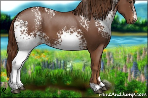 Horse Color:White Spotted Chestnut 