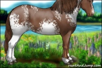 Horse Color:White Spotted Chestnut