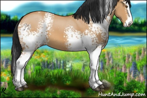 Horse Color:White Spotted Bay Dun Splash 