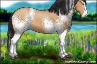 Horse Color:White Spotted Bay Dun Splash 