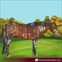 Horse Color:Chocolate Silver Brown Pearl Onyx Splash  and Brown Splash 