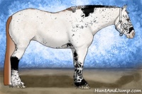 Horse Color:White Spotted Red Dun 
