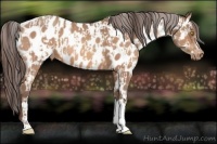 Horse Color:Amber Champagne Appaloosa  and Sable Champagne Appaloosa 