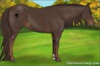 Horse Color:Liver Chestnut 
