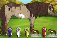 Horse Color:Liver Red Dun Frame 