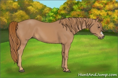 Horse Color:Chestnut Frame 