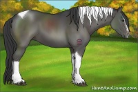 Horse Color:Black Sabino Tobiano 