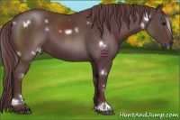 Horse Color:White Spotted Chocolate Black
