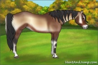 Horse Color:Bay Onyx 