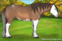 Horse Color:Buckskin Splash Appaloosa 