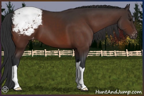 Horse Color:Brown Snowcap