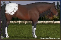 Horse Color:Brown Appaloosa