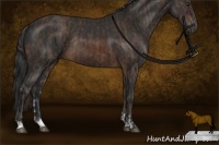 Horse Color:Liver Chestnut Sabino  and Brown Sabino Rabicano 