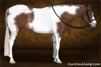 Horse Color:Silver Brown Tobiano Frame Rabicano