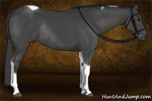 Horse Color:Black Tobiano Rabicano