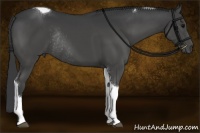 Horse Color:Black Tobiano Rabicano 