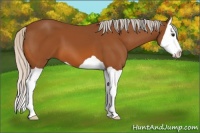 Horse Color:Silver Bay Splash 