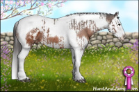 Horse Color:Brown Splash Tobiano Appaloosa  and Brown Splash Tobiano Appaloosa 