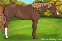 Horse Color:Chestnut 