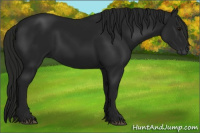 Horse Color:Gray Black