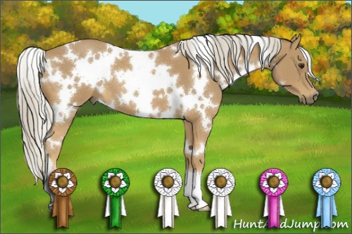Horse Color:White Spotted Palomino 
