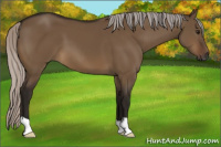 Horse Color:Gray Silver Brown Dun 