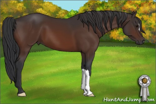 Horse Color:Brown 