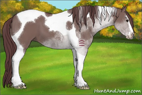 Horse Color:Chocolate Grullo Sabino Tobiano 