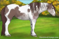 Horse Color:Chocolate Grullo Sabino Tobiano 