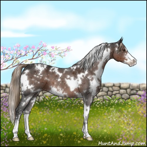 Horse Color:White Spotted Liver Chestnut Sabino 