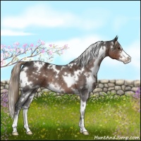 Horse Color:White Spotted Liver Chestnut Sabino 