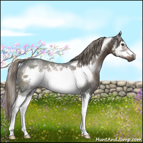 Horse Color:Liver Chestnut Splash Frame Rabicano