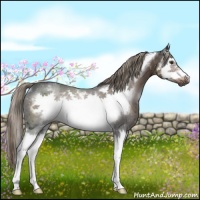 Horse Color:Liver Chestnut Splash Frame Rabicano