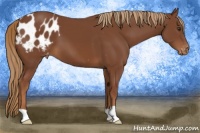 Horse Color:Chestnut Appaloosa