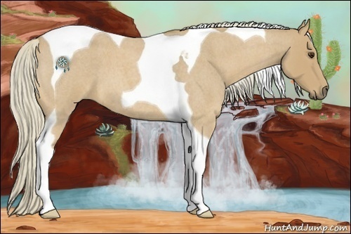 Horse Color:Palomino Roan Tobiano