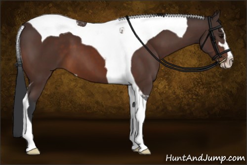 Horse Color:Brown Sabino Tobiano