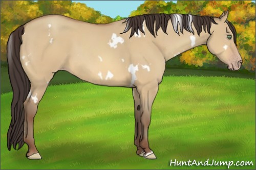 Horse Color:White Spotted Amber Champagne Dun