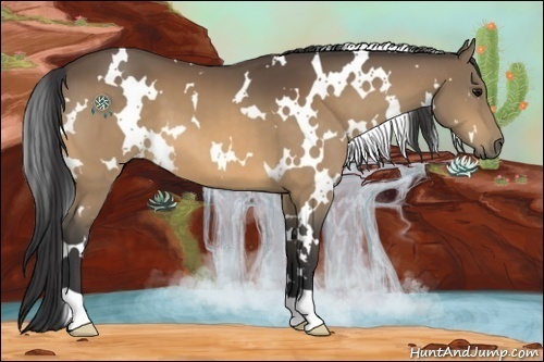 Horse Color:White Spotted Buckskin 
