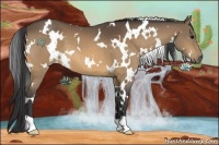 Horse Color:White Spotted Buckskin 