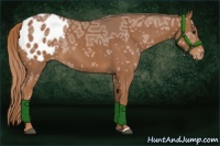 Horse Color:Chestnut Ice Appaloosa