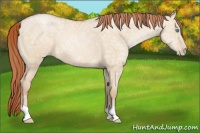 Horse Color:Buckskin Ice Pearl Dun 