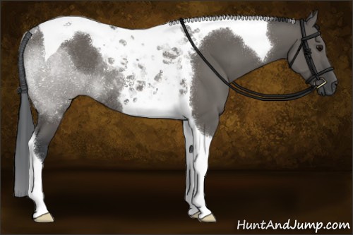 Horse Color:Grullo Tobiano Rabicano
