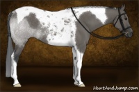 Horse Color:Grullo Tobiano Rabicano 
