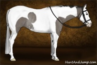 Horse Color:Grullo Sabino Splash Tobiano Rabicano