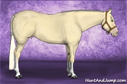 Horse Color:Gold Cream Champagne Dun 