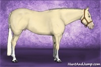 Horse Color:Gold Cream Champagne Dun